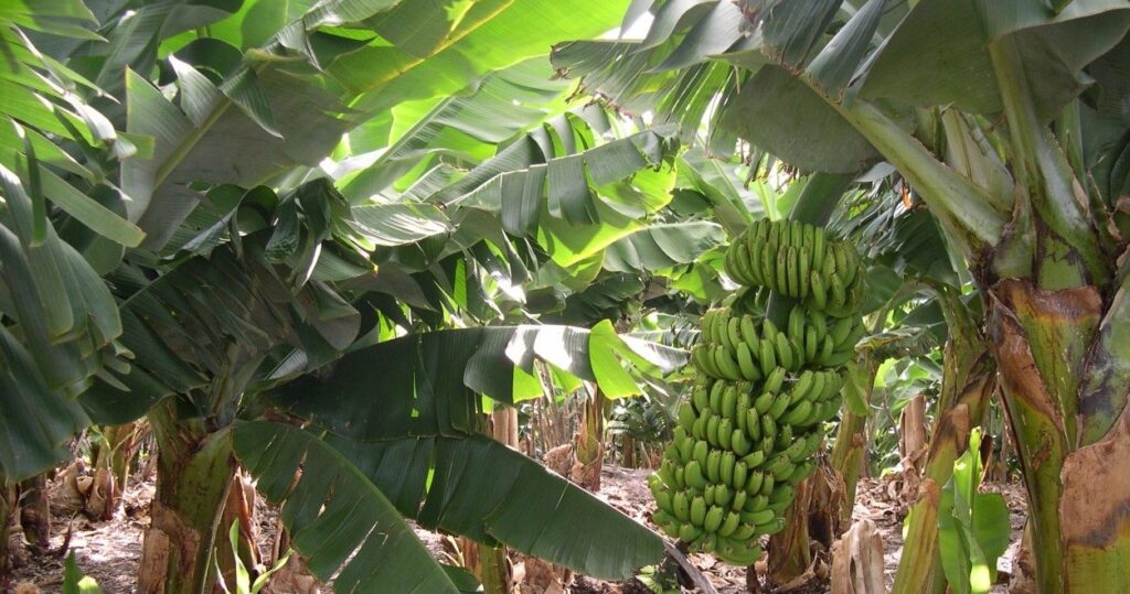 Banana Plantation